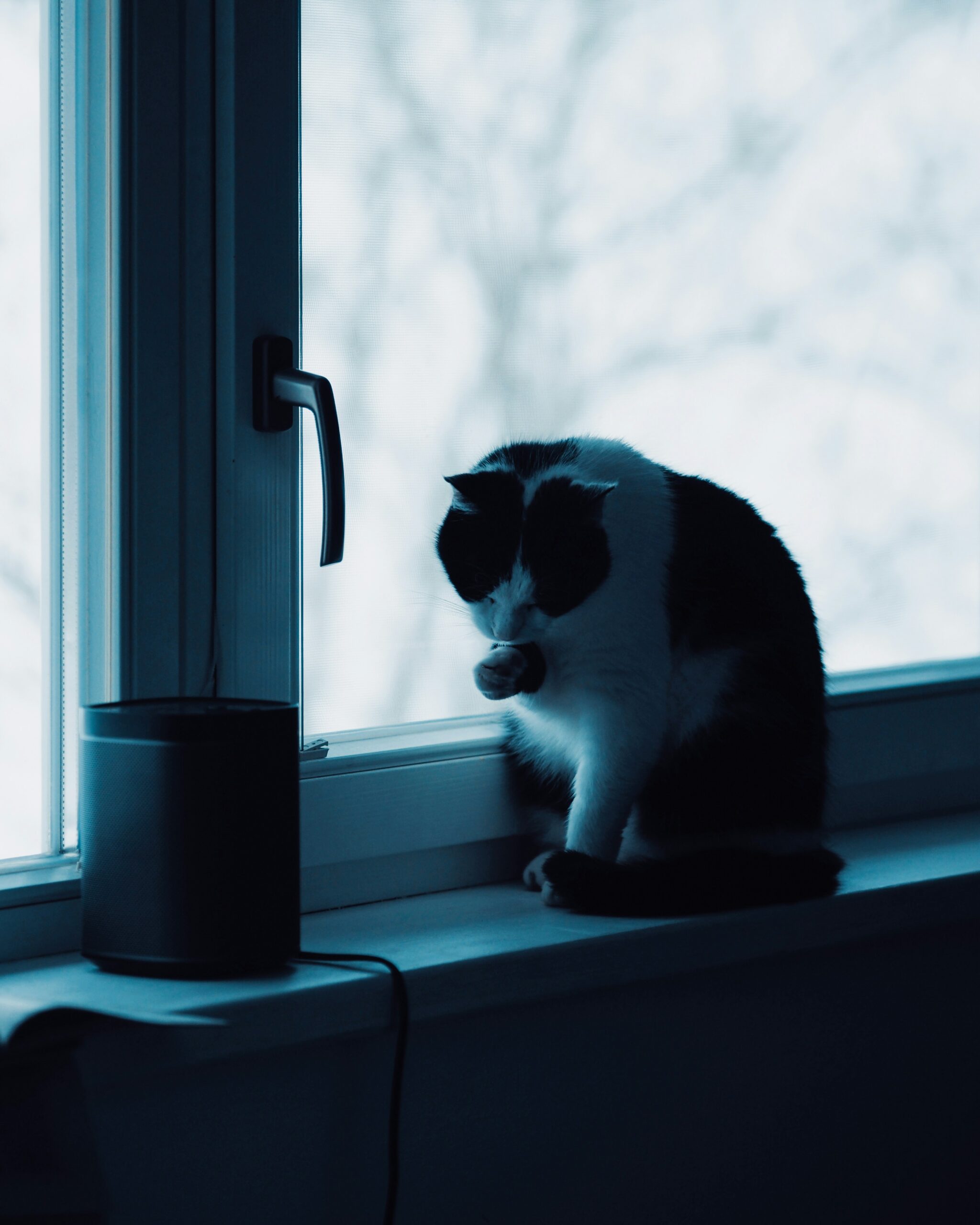 A cat sitting on a windowsill