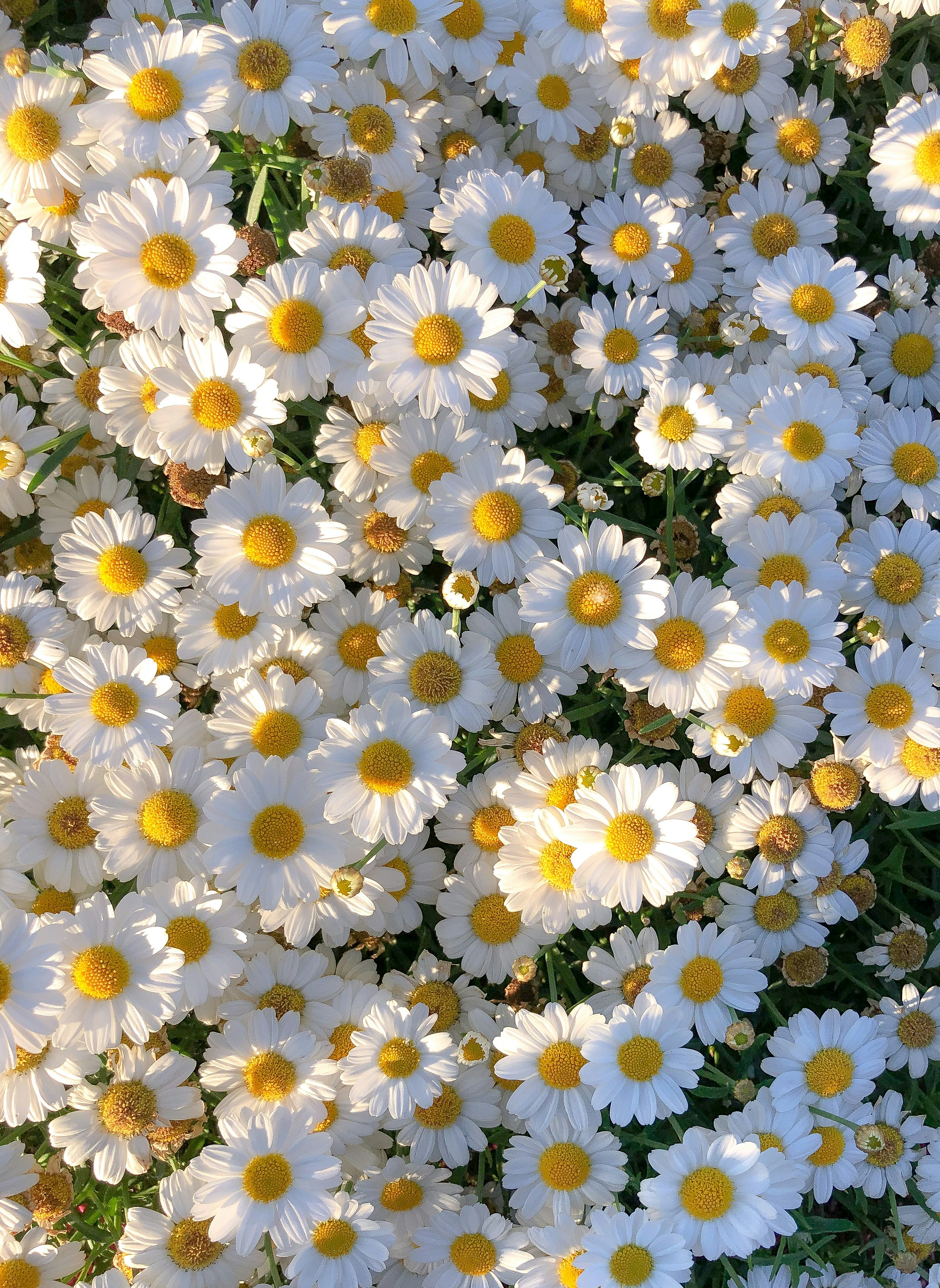 A field of daisies