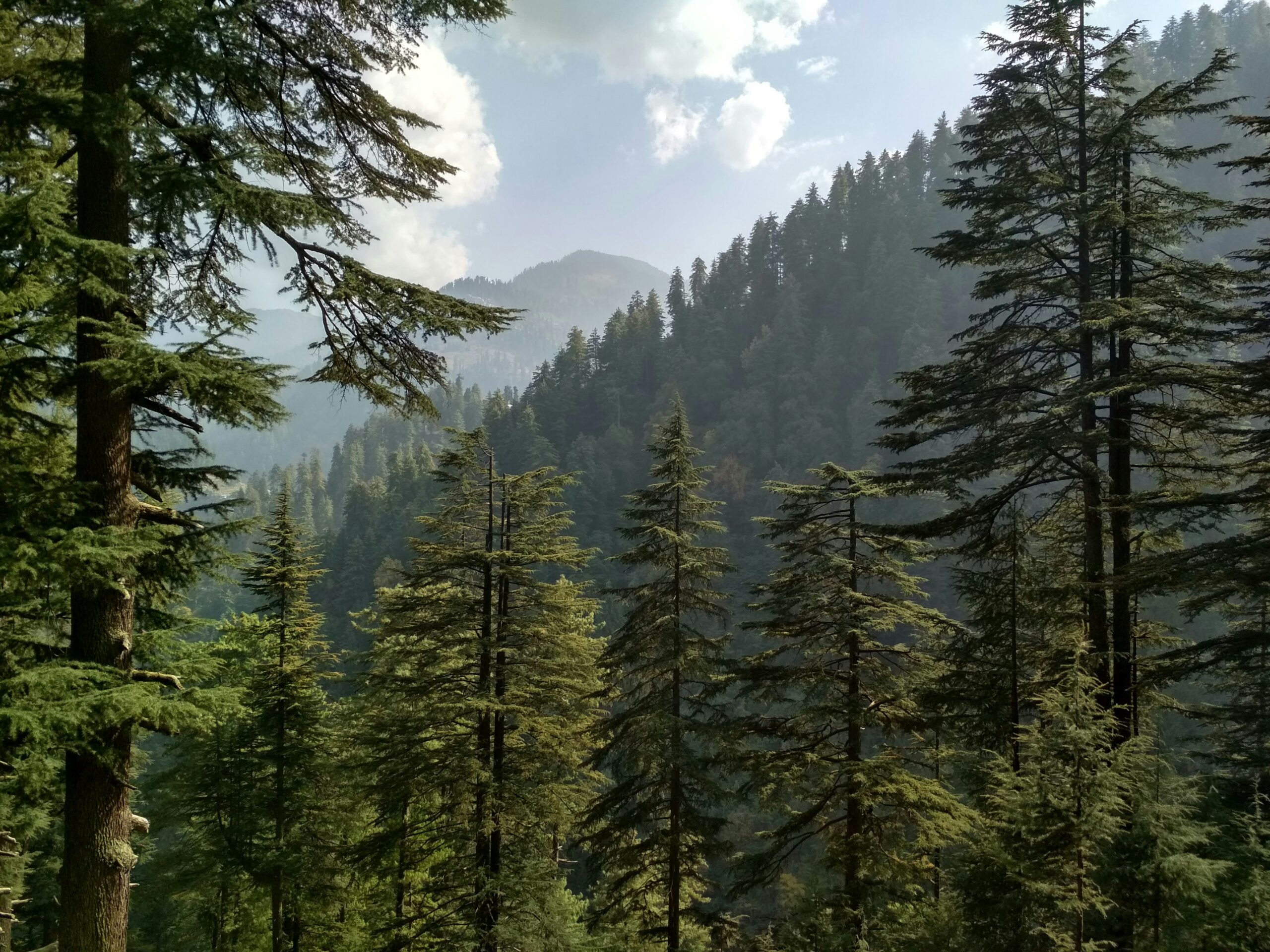 Deodar heaven: A nature poem