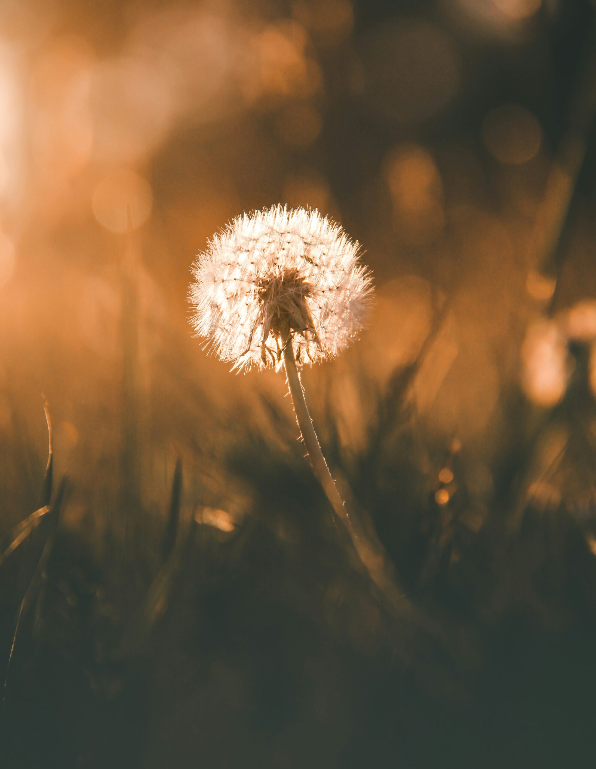 Dandelions and daisies: A nature poem